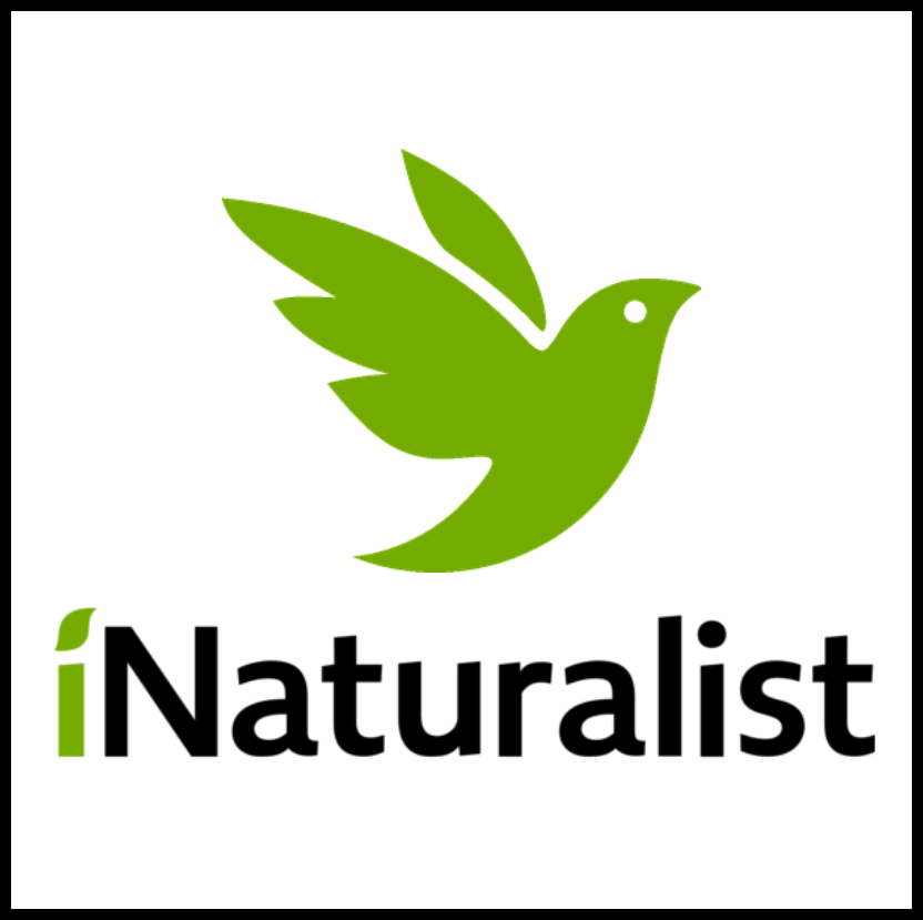Poprvé na iNaturalistu