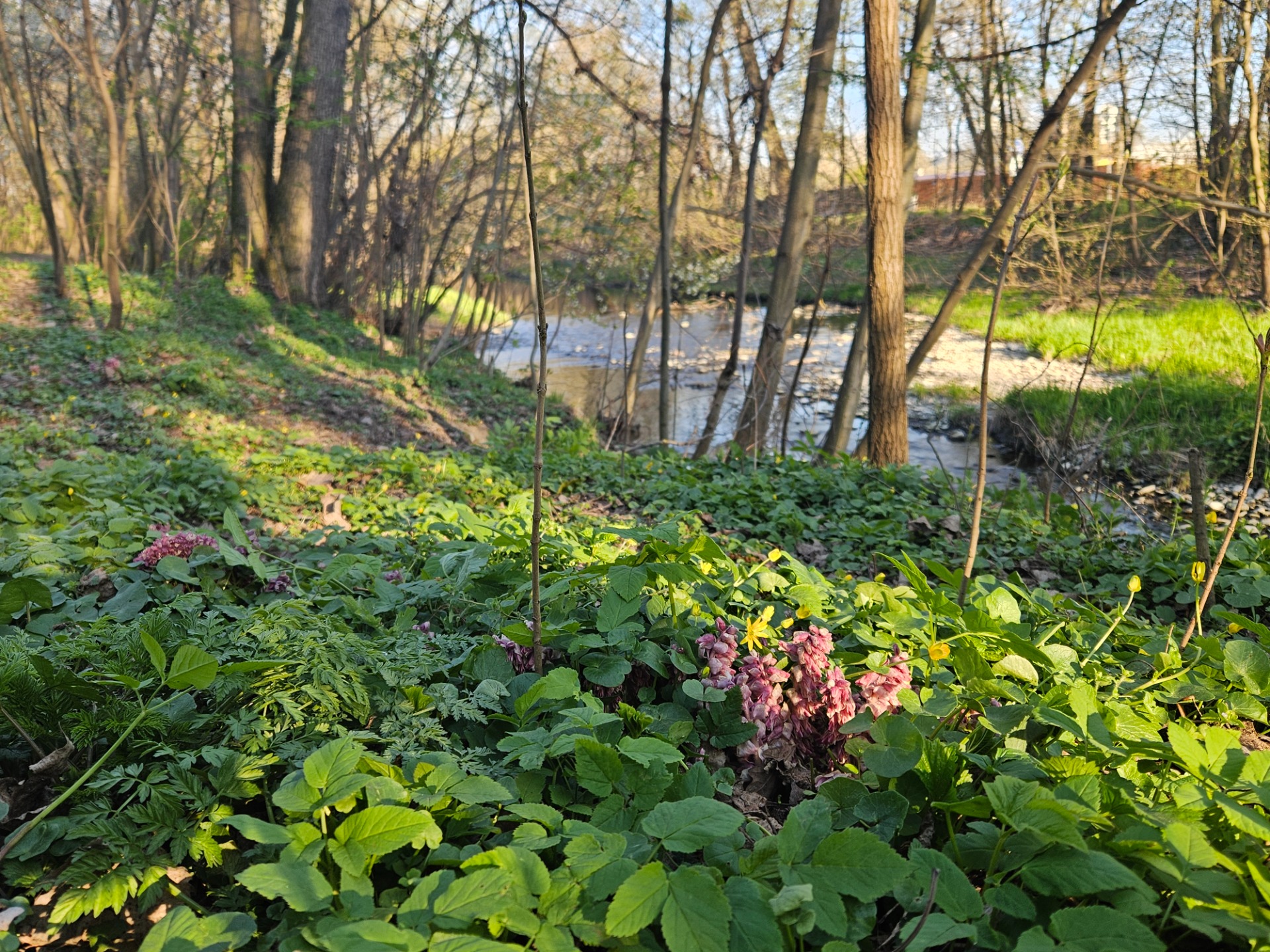 Botanické bohatství břehů Bystřice