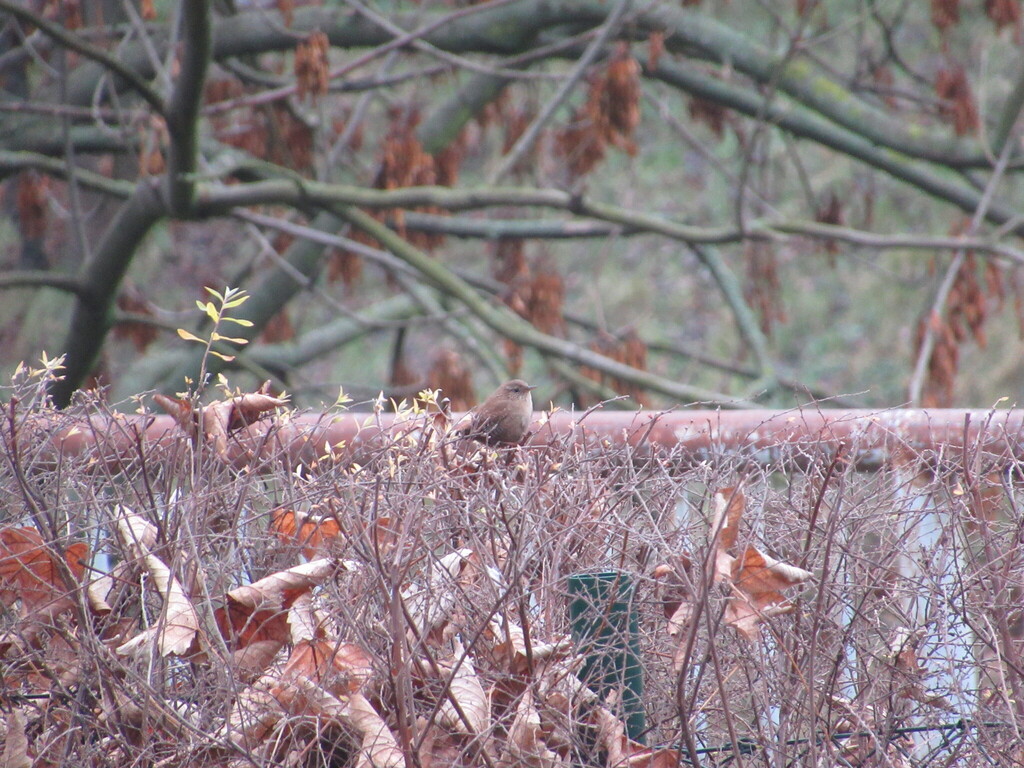 Za ptáky do olomouckých parků